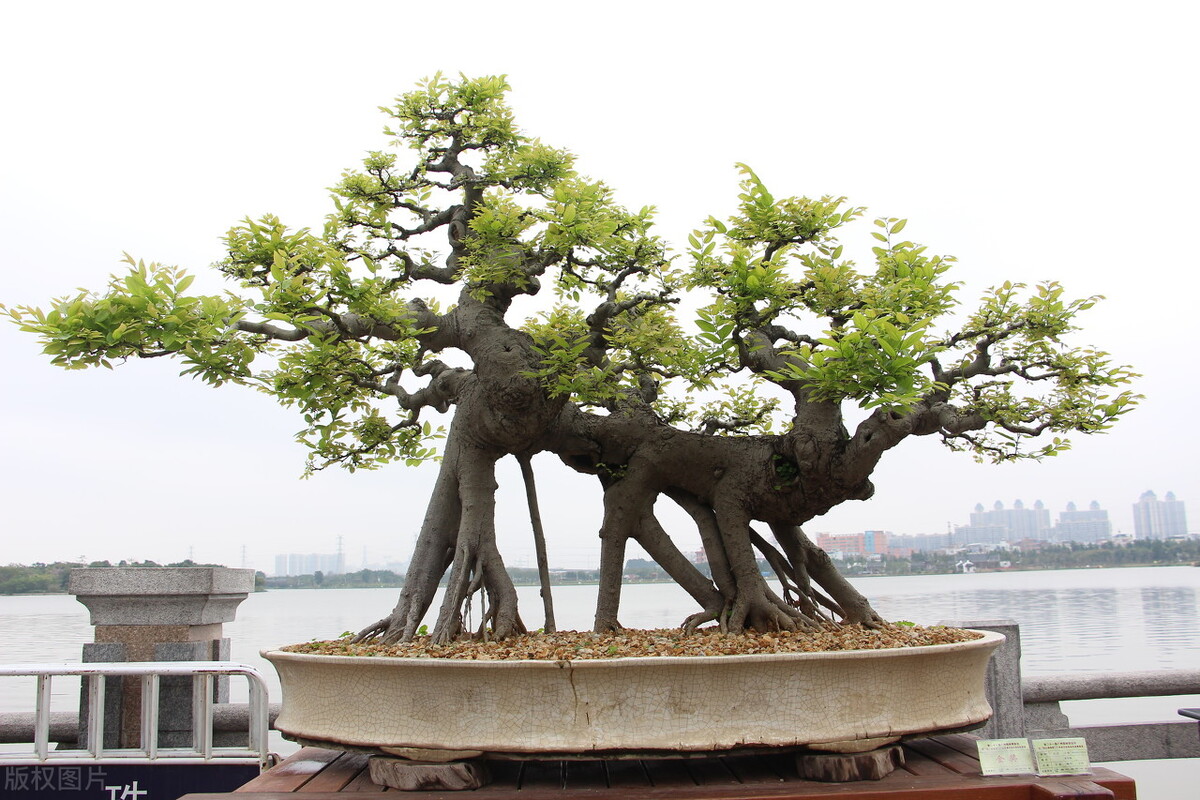 广东广州特产送礼必买清单,广州必带特产广东省最著名的特产