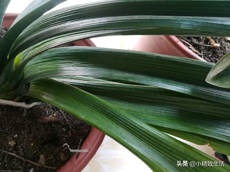 君子兰叶片斑点是什么原因,君子兰叶片有黄斑点怎么办