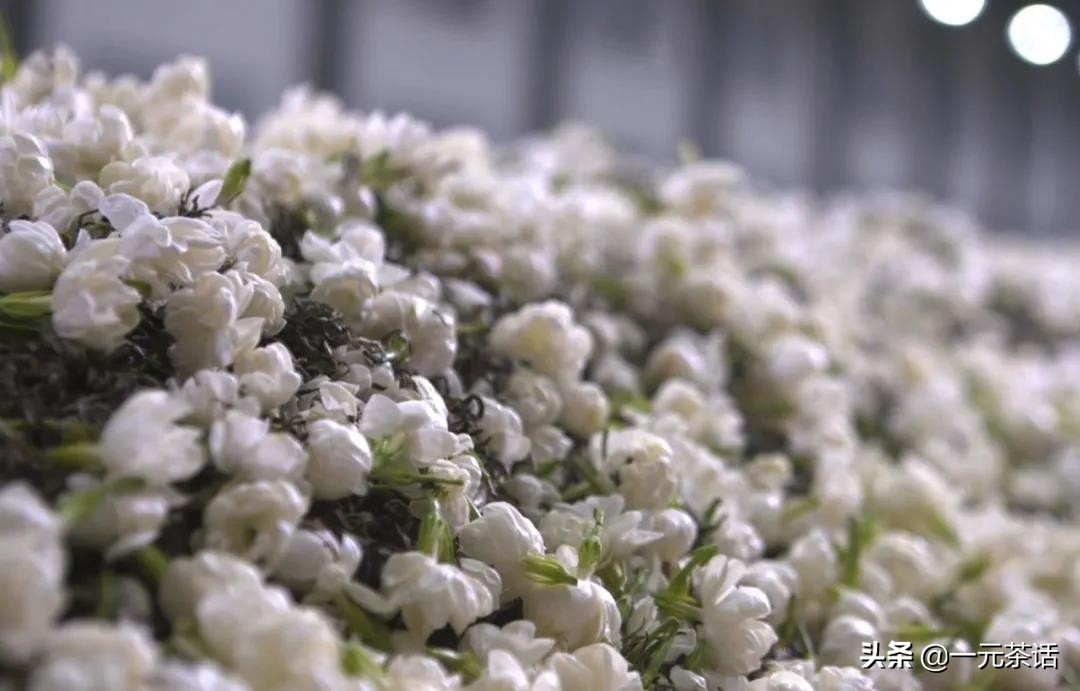 非遗花茶,非遗茉莉花茶技艺