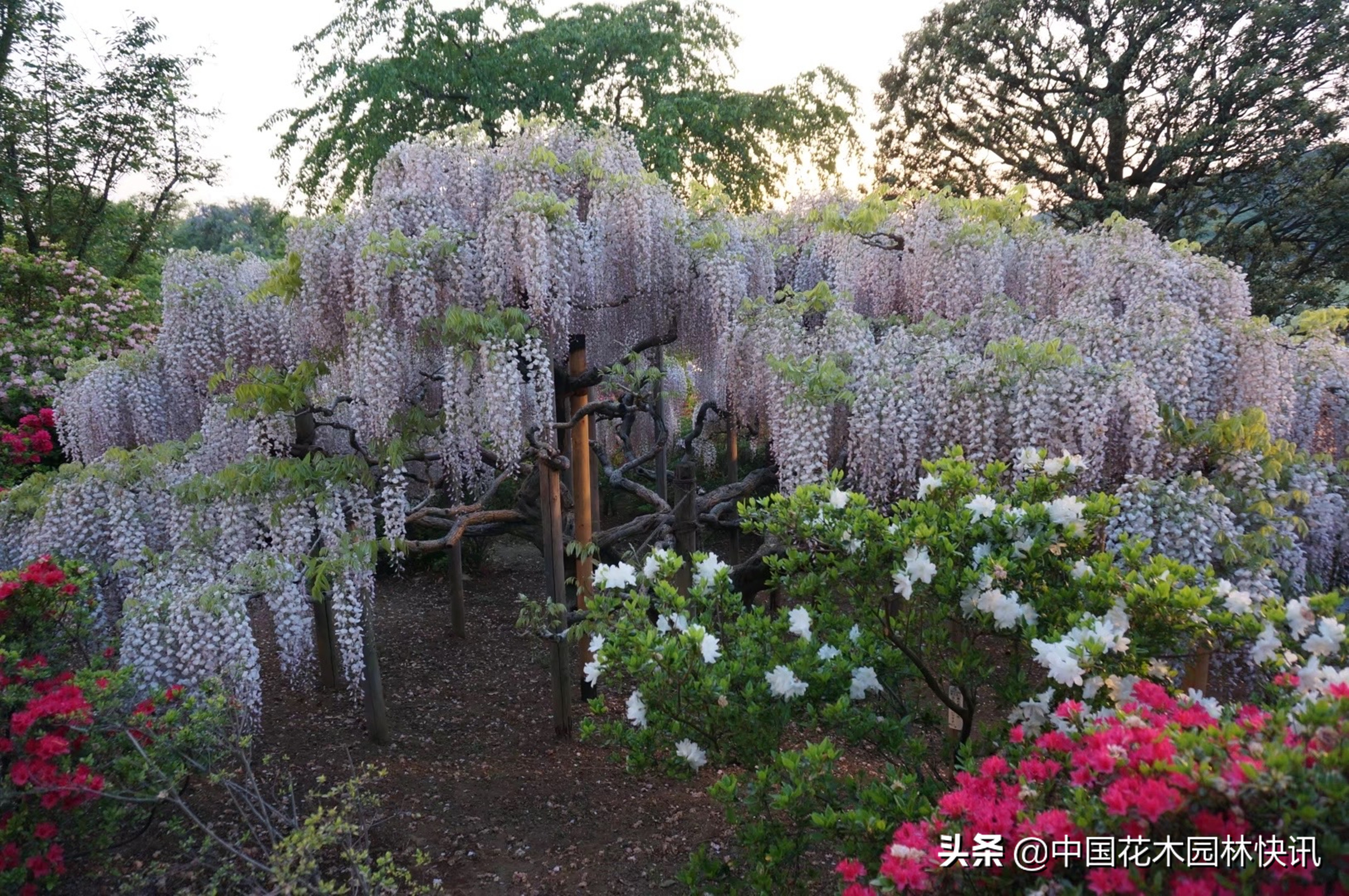 日本最美紫藤园,日本紫藤花美景
