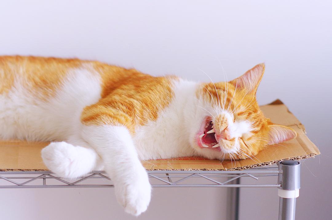 金陵双臭煲臭豆腐,金陵双臭煲评价