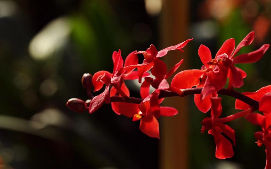 君子兰吊兰蝴蝶兰的图片,吊兰属不属于兰花的一种