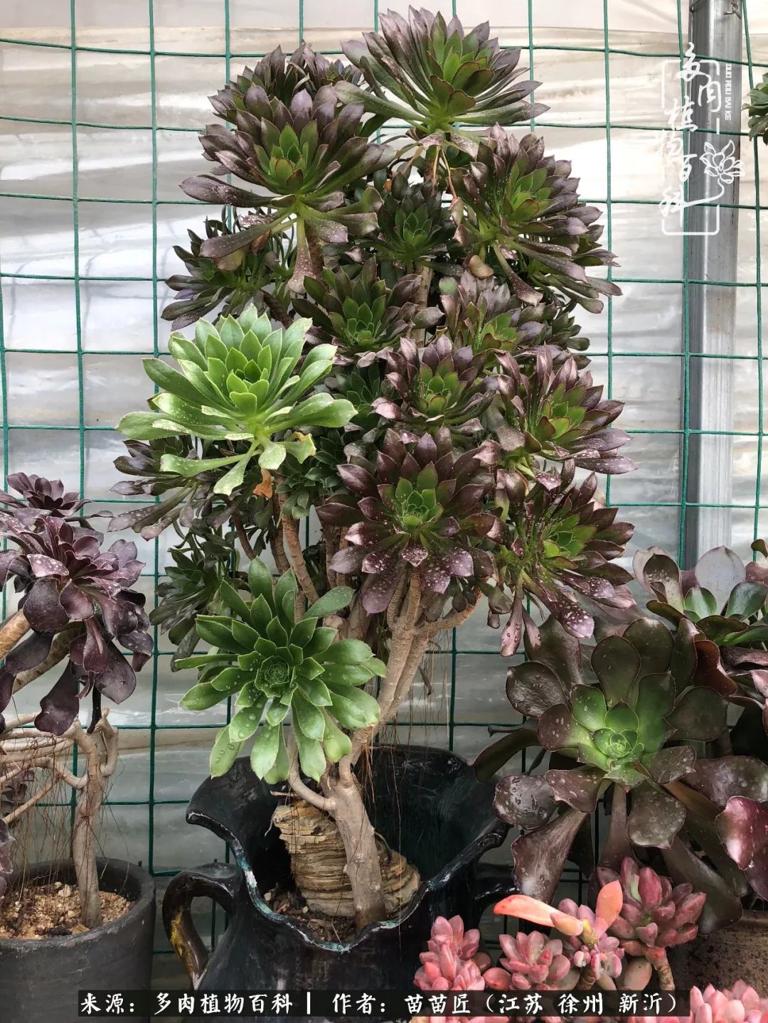 多肉之江湖：众肉友们，修仙渡劫几何了？