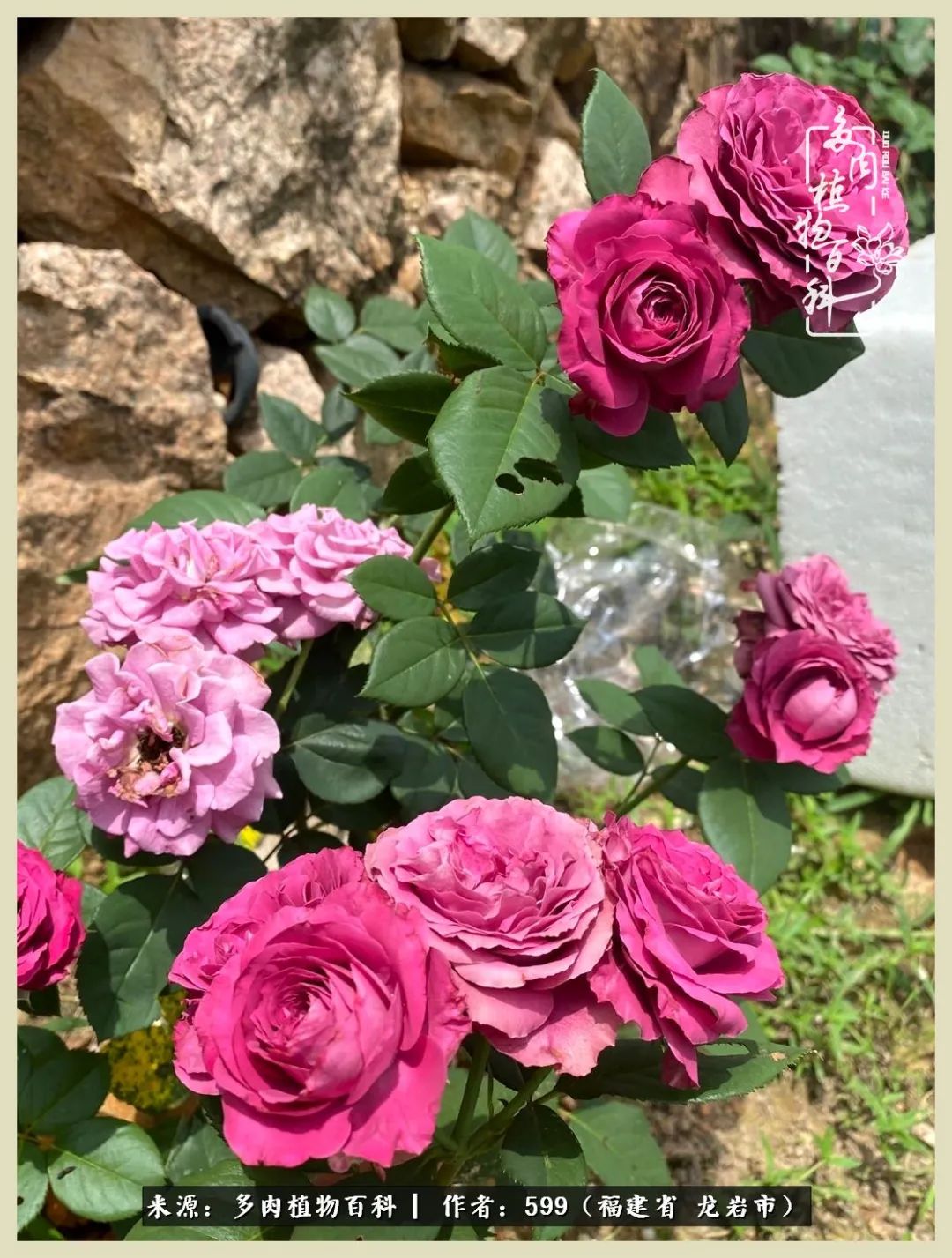 所有的热爱都不遗余力,所有的忙碌都是因为热爱