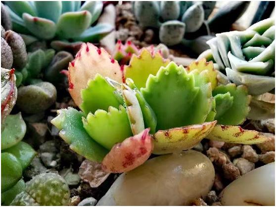 多肉虐我千百遍，我待多肉如初恋