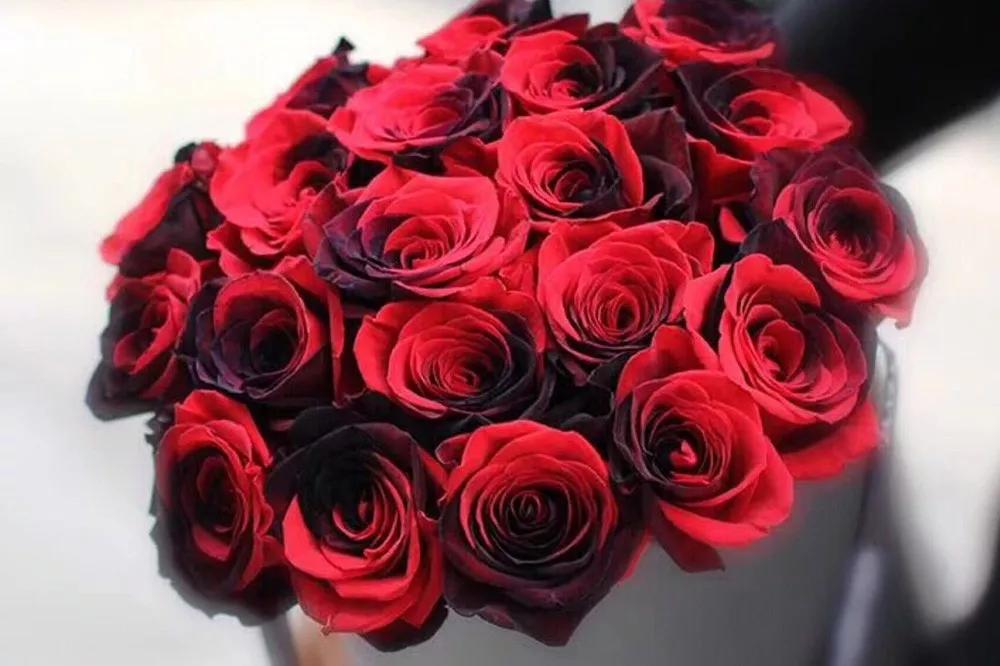 花店常用玫瑰花品种大全,一篇文章带你认识三亚40种花