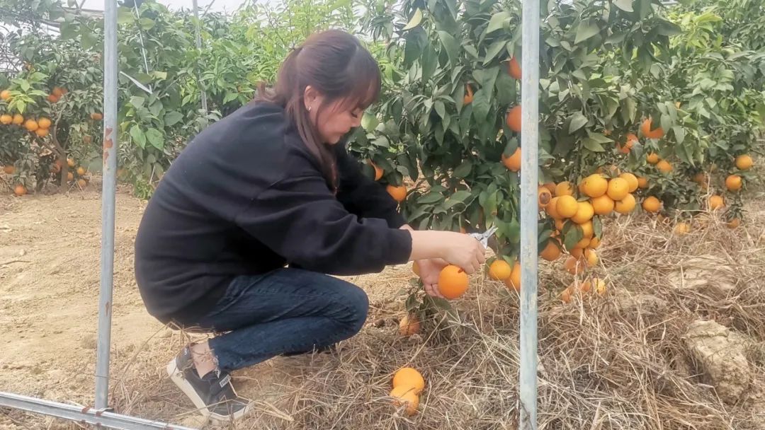 溧阳十万斤“红美人”上市，这仅是起点