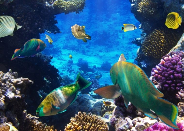 珊瑚出现应激,珊瑚莫名状态不好