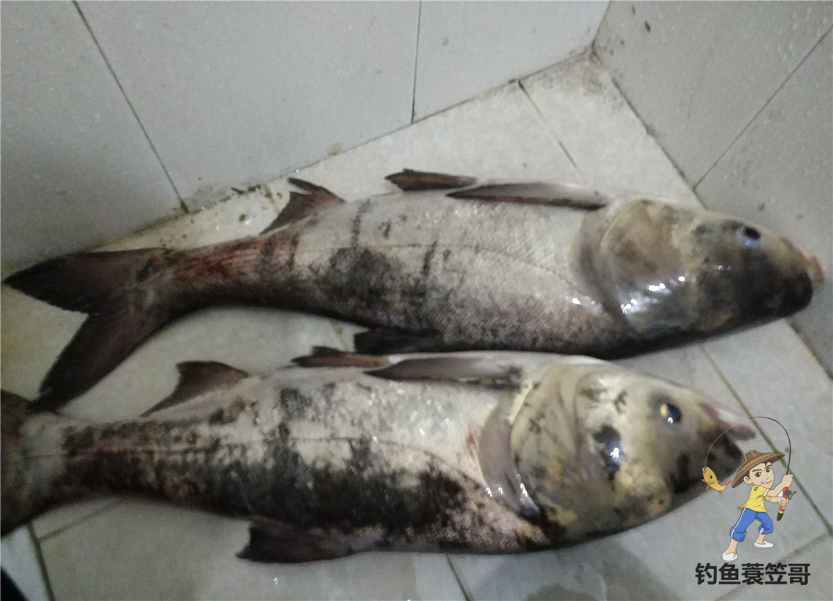 鱼儿进窝,鱼儿进窝里觅食