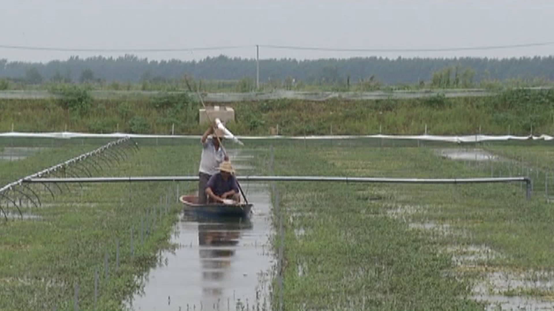 湖北蟹农驱车13小时进苏买蟹苗，见识亩产18万元精养塘，最贵卖到9400元一只