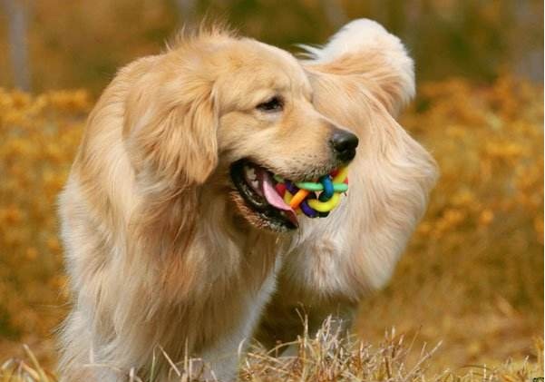 金毛好养吗爱乱跑吗,金毛好养吗会乱叫吗