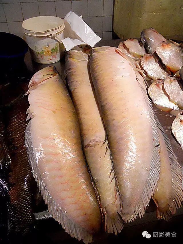 世界十大凶猛淡水鱼类,顶级淡水鱼类