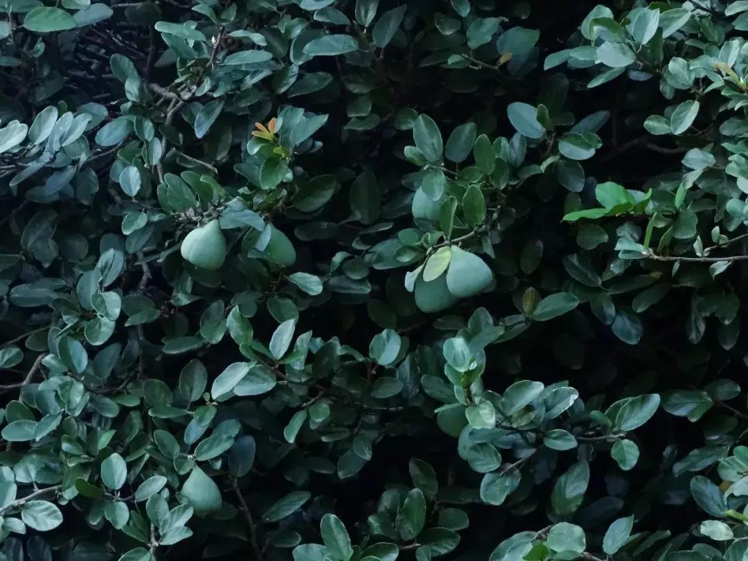 盛夏，一起品薜荔之文化，尝木莲之美味