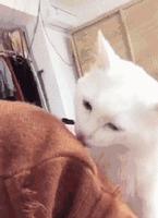 被猫咪舔了是爱的表现吗,被猫咪舔脸什么感觉