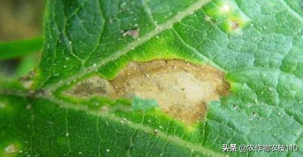 南瓜高产种植，病害重、虫子多；如何防治效果好呢？