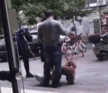 养狗的正确方法和建议,关于养狗的基本知识和方法