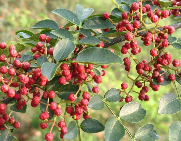 【养殖秘籍】农村大妈用这8种不起眼的草给家禽驱虫