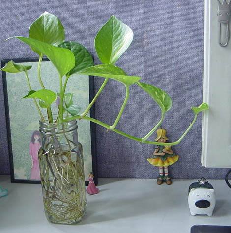 水培植物长青苔怎么办,怎么快速去青苔和黄苔小窍门