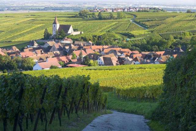 82年拉菲为什么现在还买不完,还越来越多?