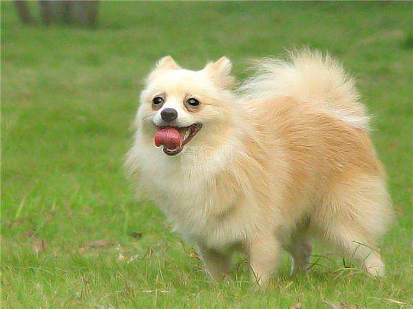 宠物狗品种大全热门宠物排行,常见的小型宠物狗品种及图片大全