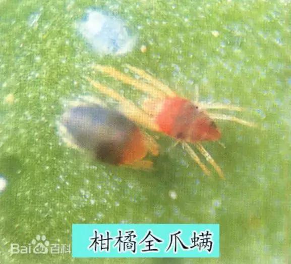 螨类害虫什么时候发生,螨类害虫有哪些特征