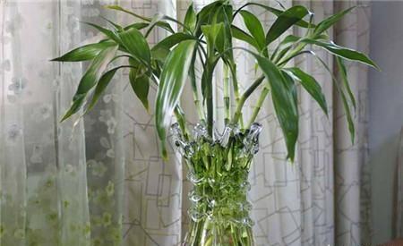 富贵竹黄叶了怎么补救,富贵竹黄叶怎么补救最佳方法