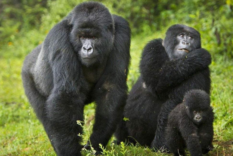 全球最难参观的公园,世界上最危险的公园门票