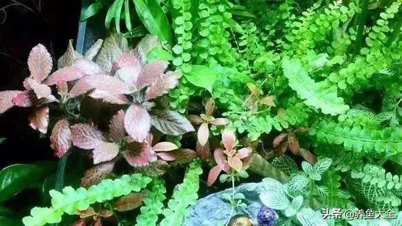 养鱼大神都养什么鱼,鱼缸养鱼都有哪些鱼