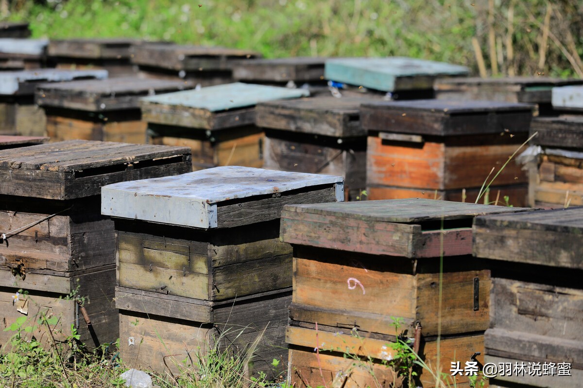 如何养蜜蜂才能快速出蜂蜜,养蜜蜂如何获得高产蜂蜜