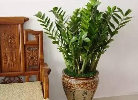 金钱树叶子发黄烂根怎么办,金钱树叶子黄怎么办小妙招