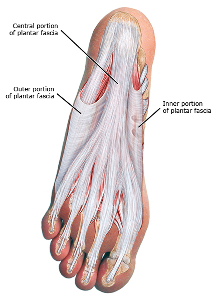 医学科普动画足底筋膜炎,足底筋膜炎动画科普
