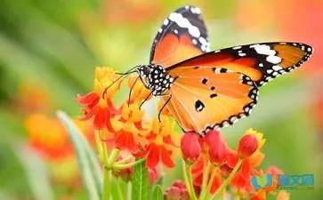 蝴蝶兰散文完整版,写蝴蝶兰的散文