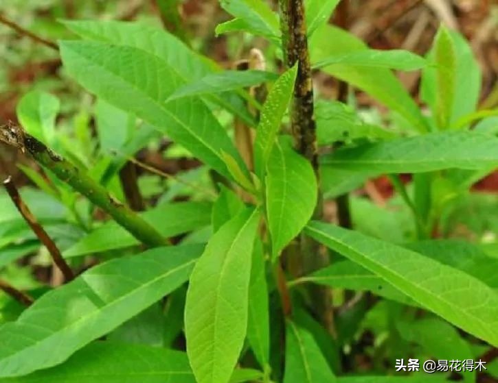 云南省国家一级保护植物图片,国家保护的植物蓝树