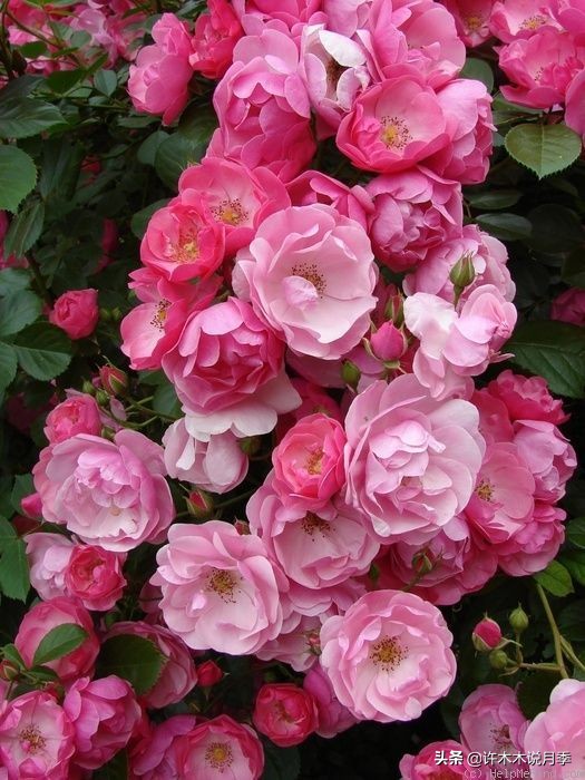 推荐一下多头月季花,100种月季品种大全