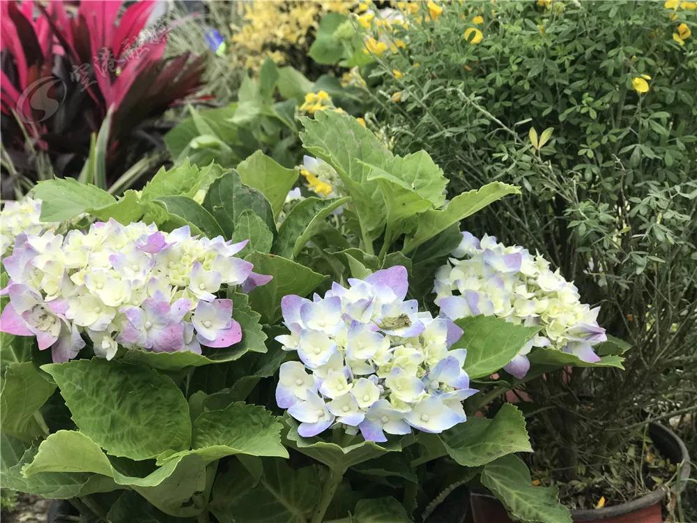 双流周边踏青赏花,踏春赏花成都这些地方值得去看看