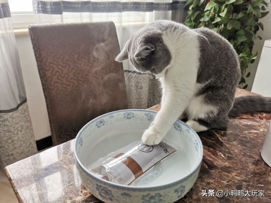 听说猫进入发情期后会到处撒尿，我家的猫还要养下去吗？