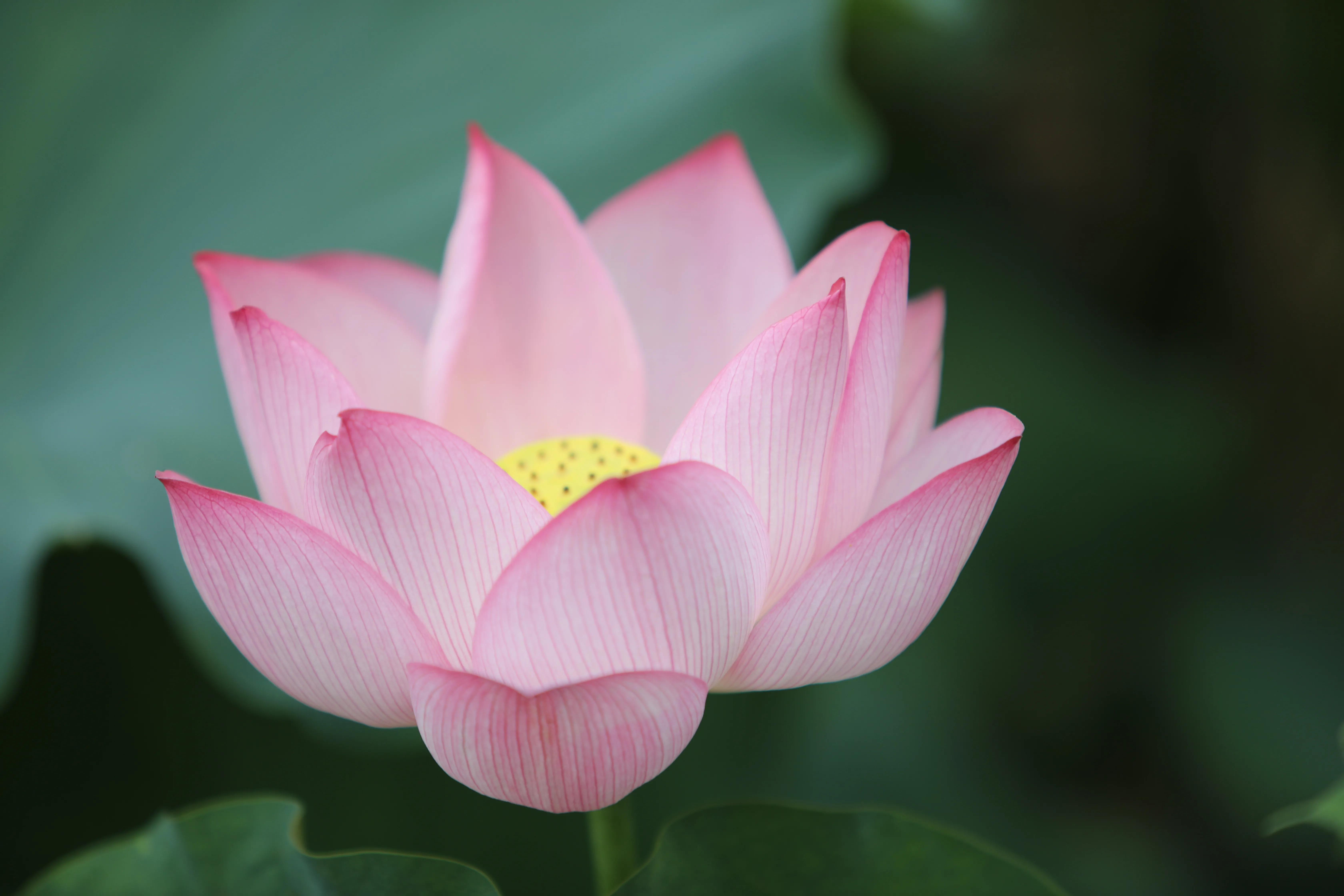 中国武汉最美大学校园,中国最美大学武汉大学