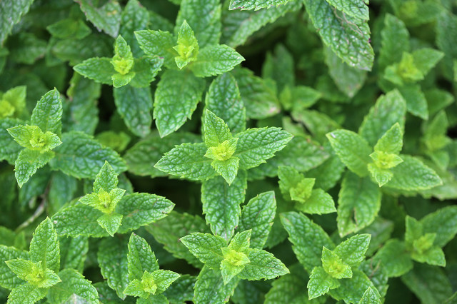 中药薄荷霜,每天最少学一味中药薄荷