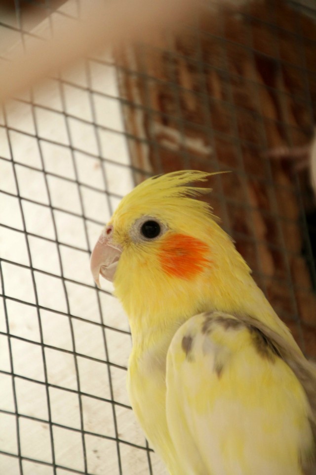 玄凤鹦鹉生病可以吃头孢克肟吗,玄凤生病症状及治疗