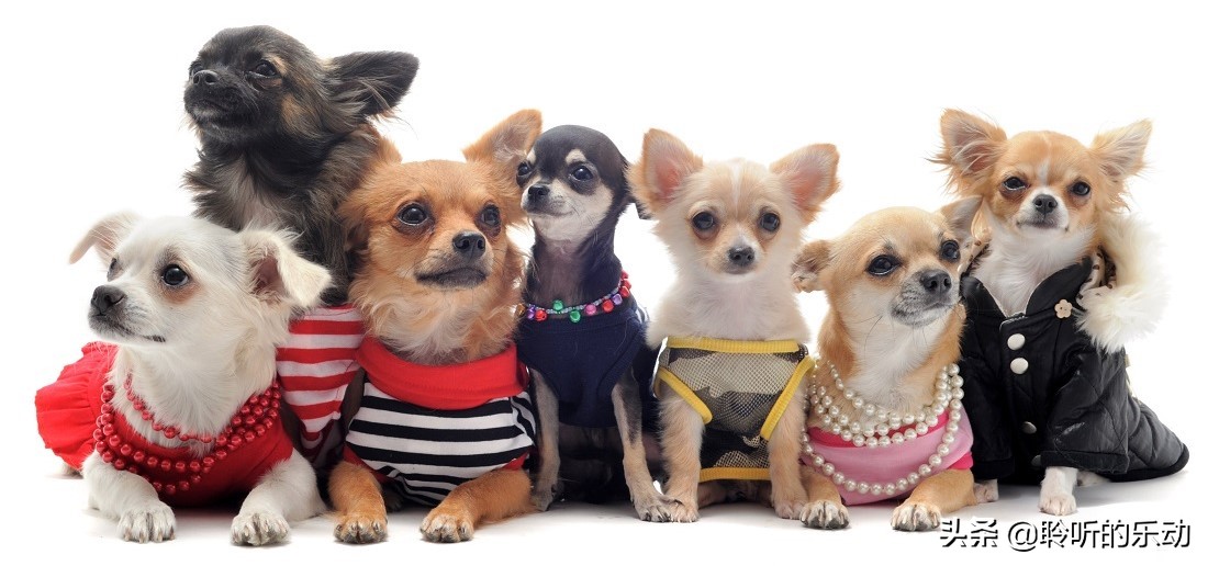 十大可爱的宠物狗,最潮的狗狗穿衣搭配