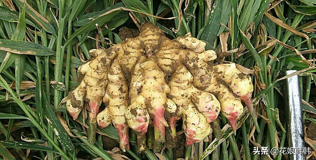 姜种植什么时候发芽好吃,大姜生长多长时间就可以收获
