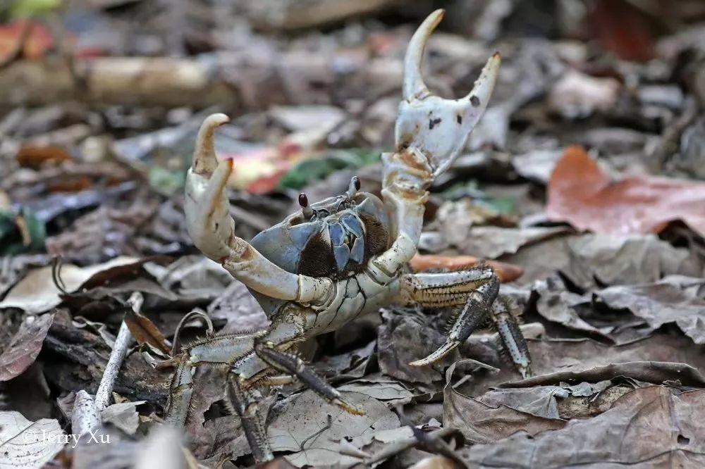 听说过网红猫岛、猪岛，见识过真正硬核的“蟹岛”吗？