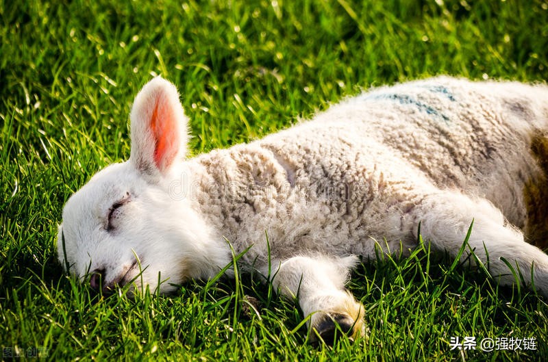 羊口疮用什么办法治好得快,羊口疮治疗的办法