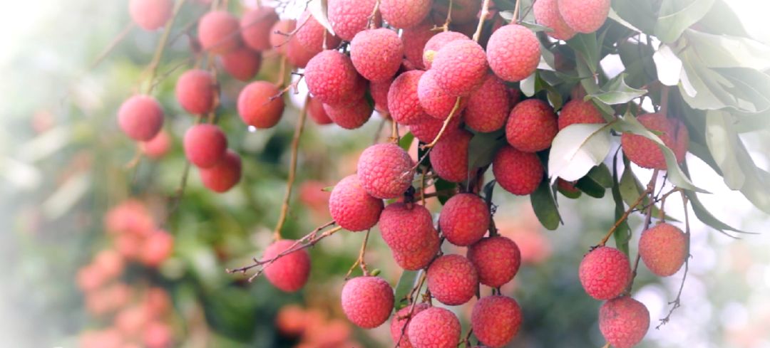 杨贵妃最爱吃的荔枝品种,当年的杨贵妃爱吃的荔枝