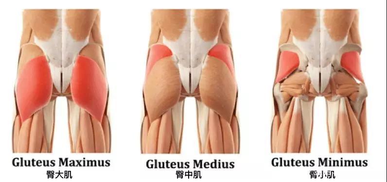 郑雅琳健身教练,健身锻炼塑造完美体型秘诀