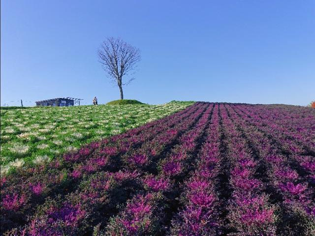 北海道登别到美瑛町需多久,日本北海道美瑛川的雪景