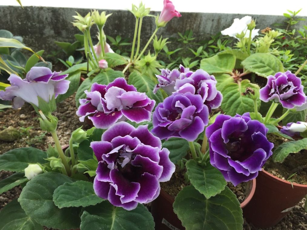 大岩桐叶子发黄有枯点怎么回事,大岩桐花叶子发黄叶边干枯怎么办