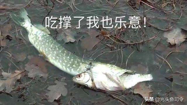 中国肉食性鱼类有哪些,十大掠食性鱼类排名