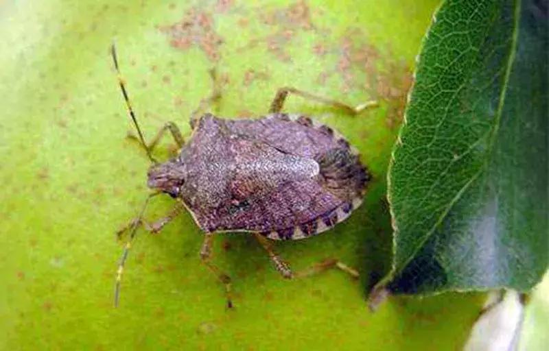 苹果虫害最佳防治方法,苹果各种虫害最佳防治时间