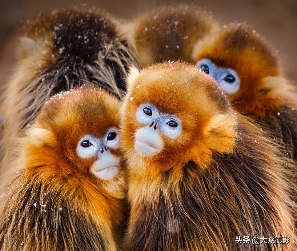 砀山英雄会,芒砀山英雄会